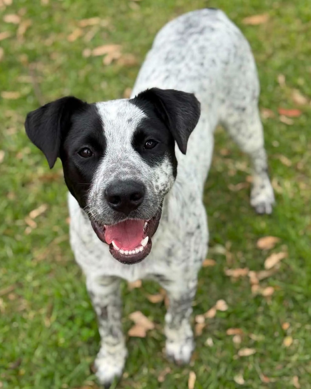 Oscar