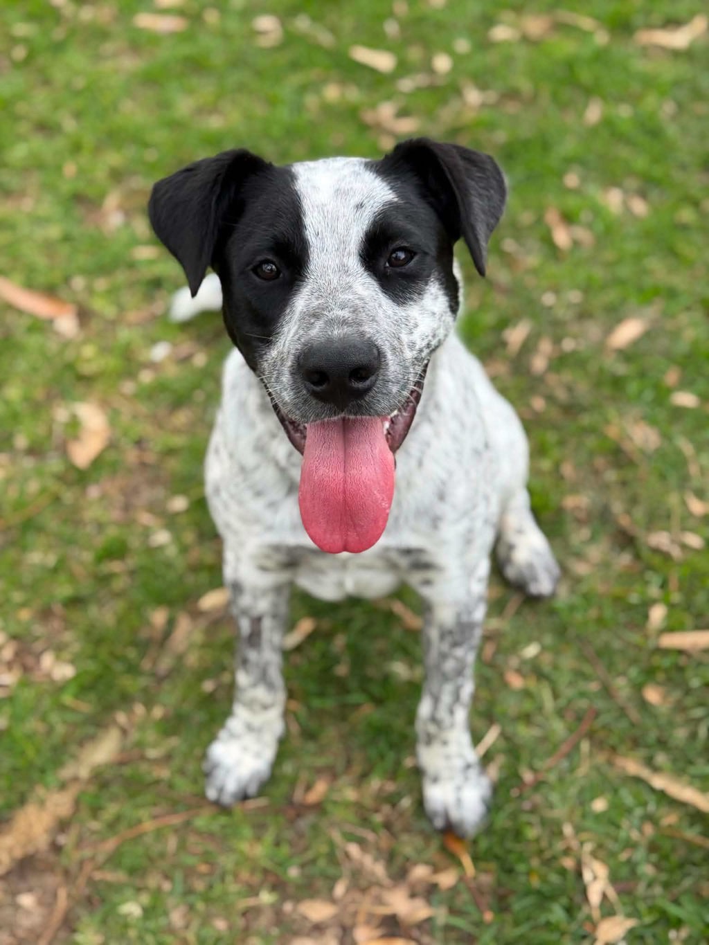 Oscar