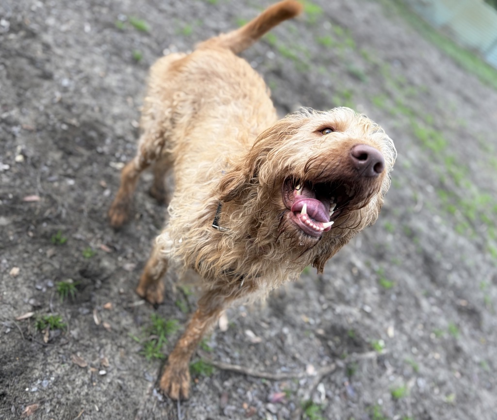 Harvey