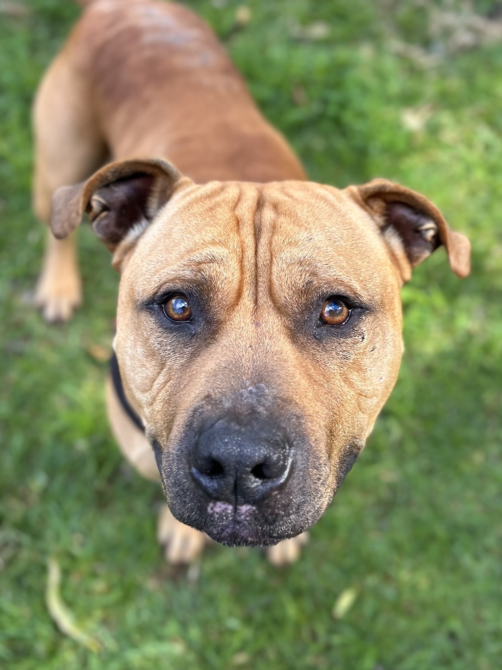 Zeus