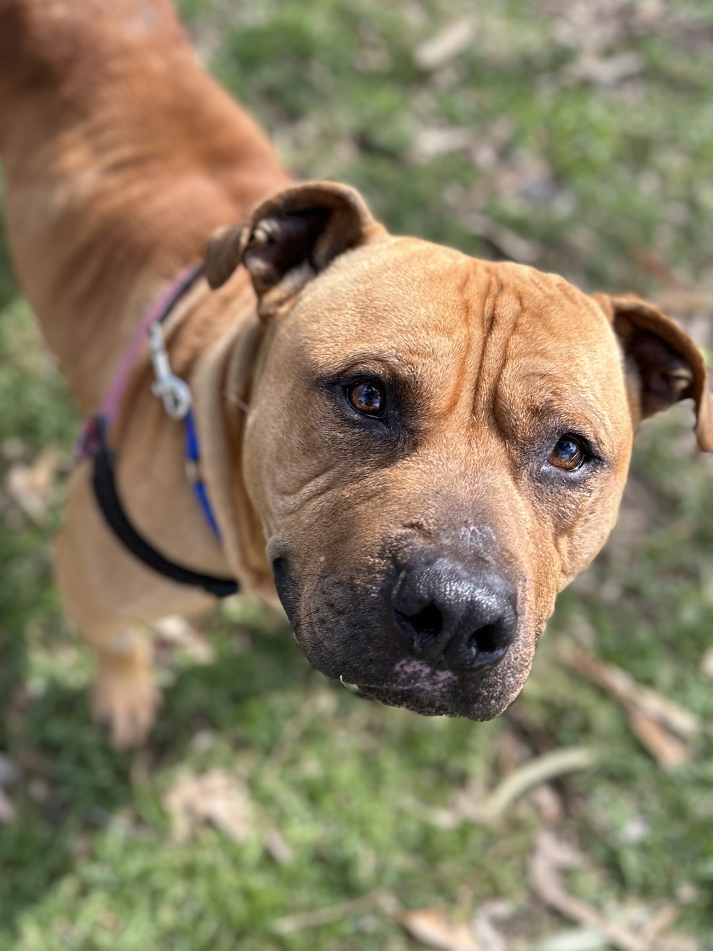 Zeus