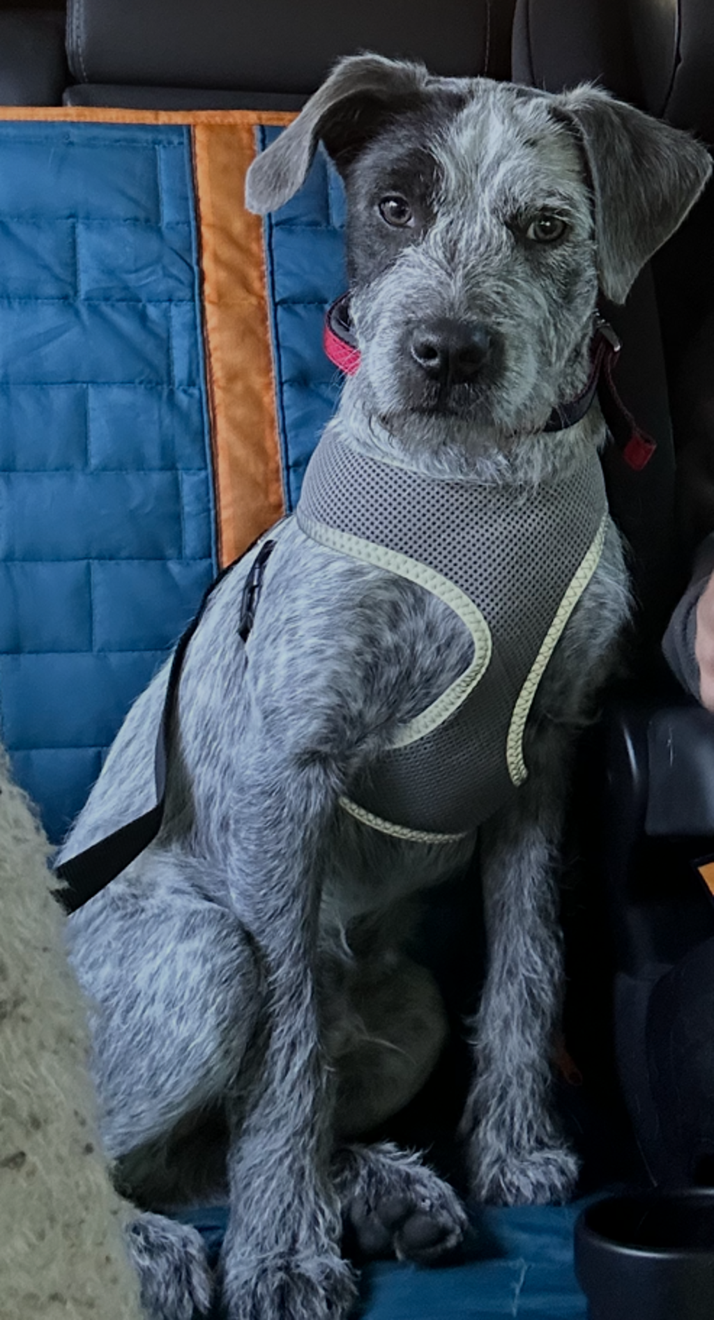 Hamish