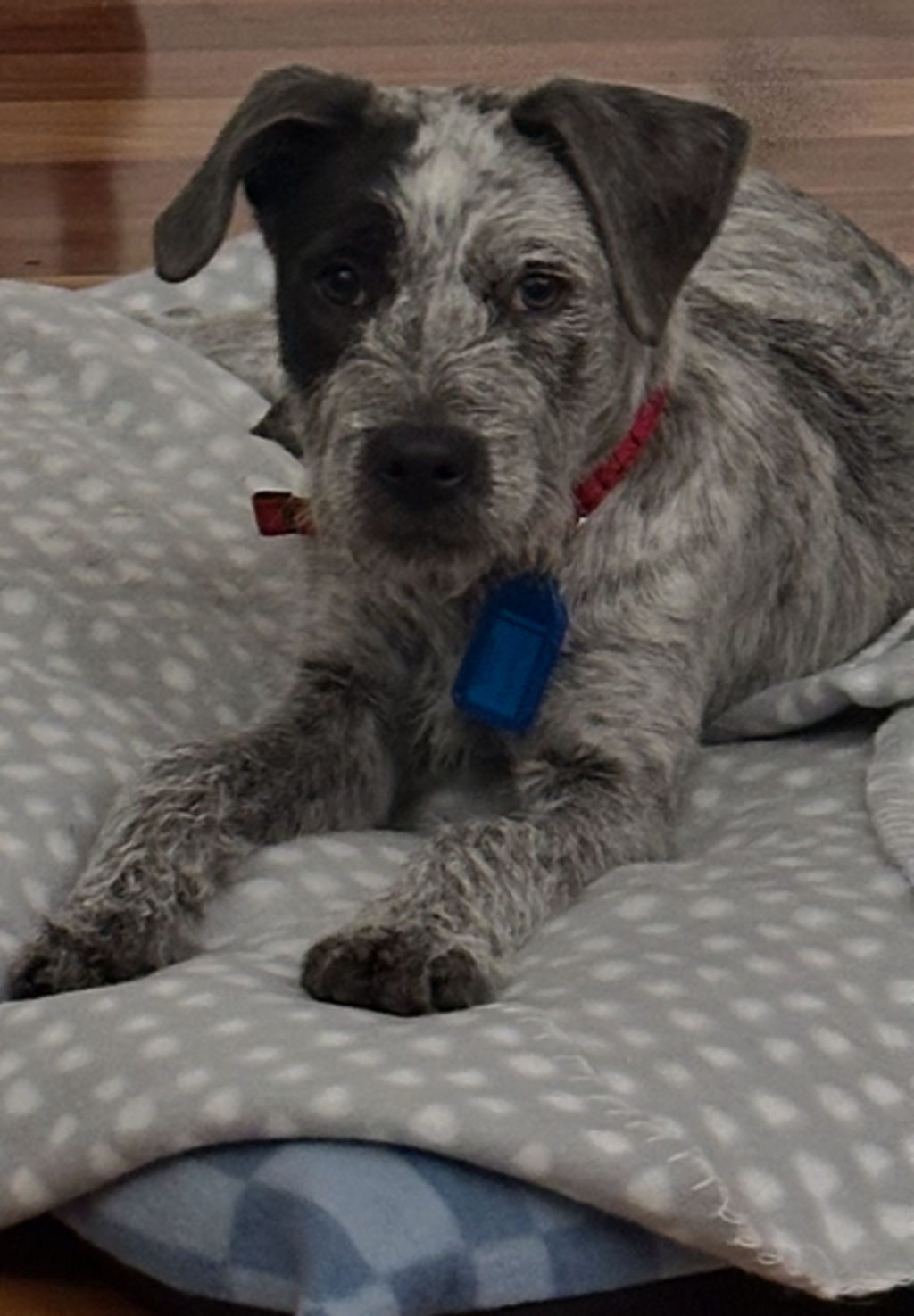 Hamish