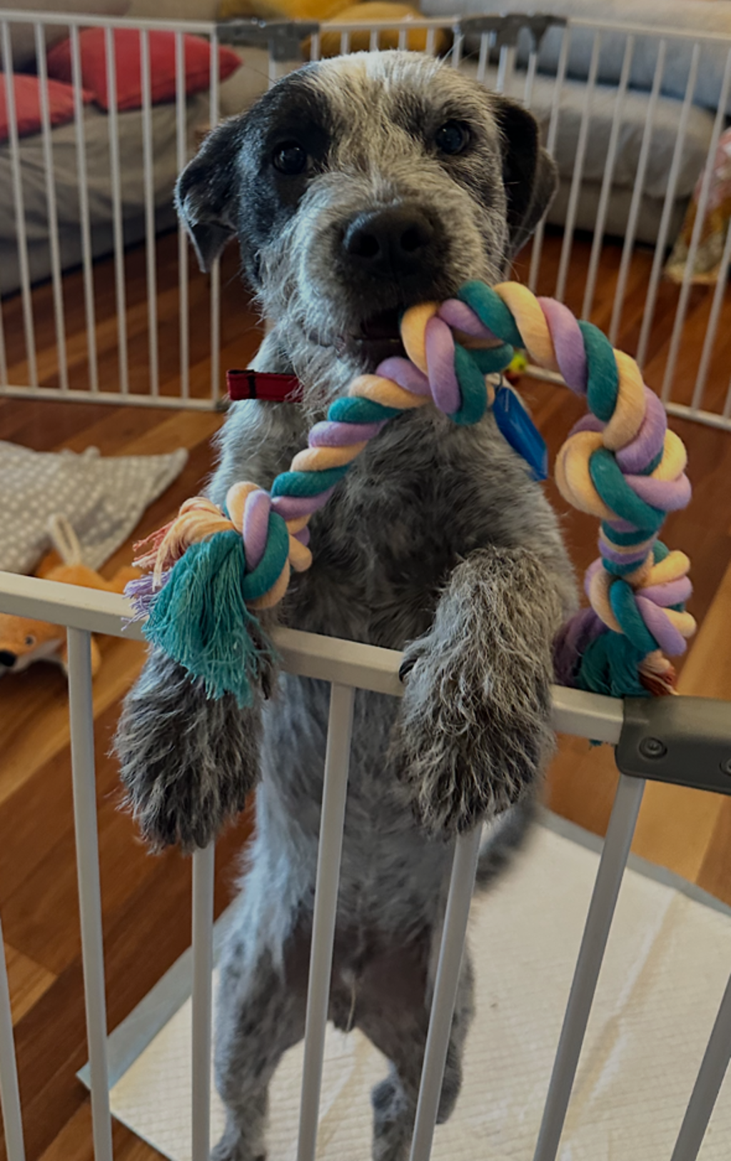 Hamish