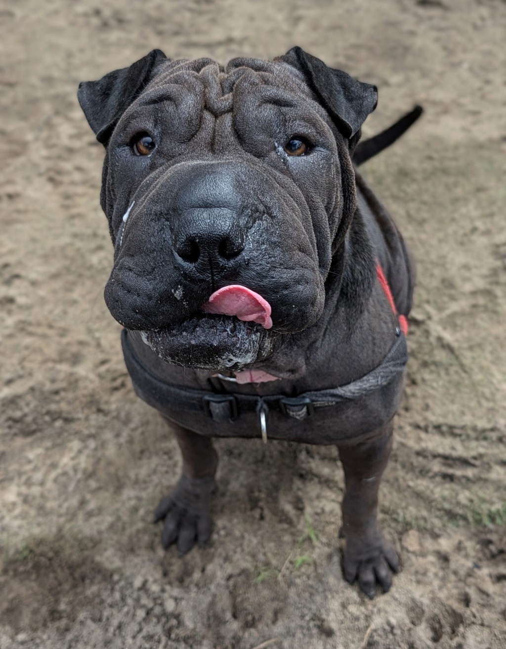 Chiko