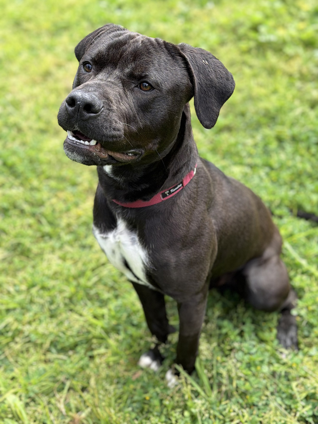 Onyx