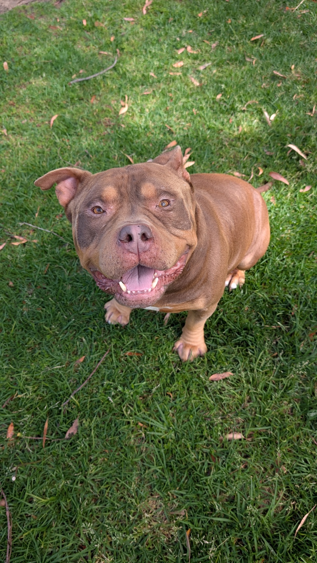 Bruno
