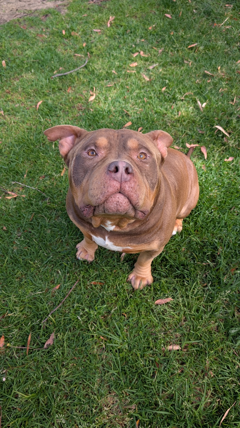 Bruno