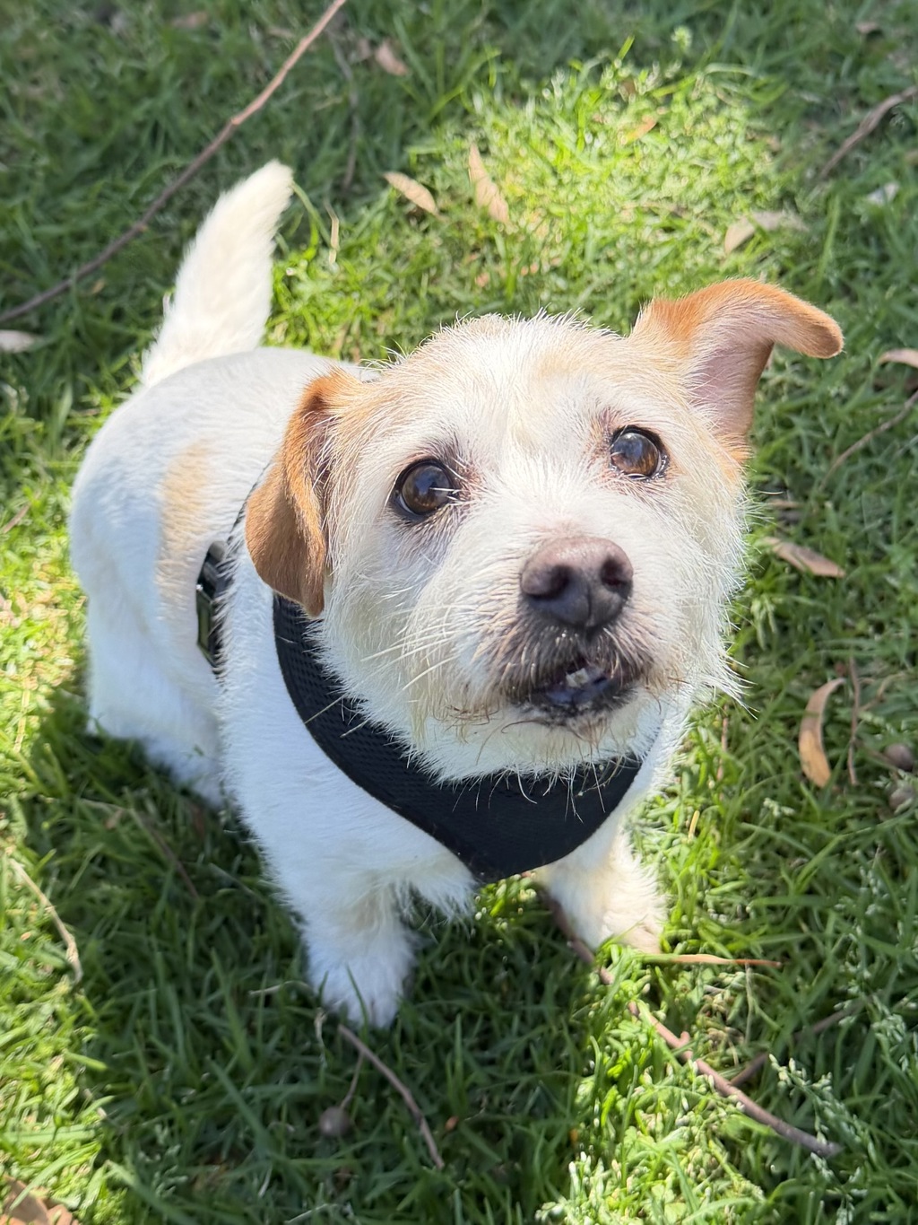 Eddie