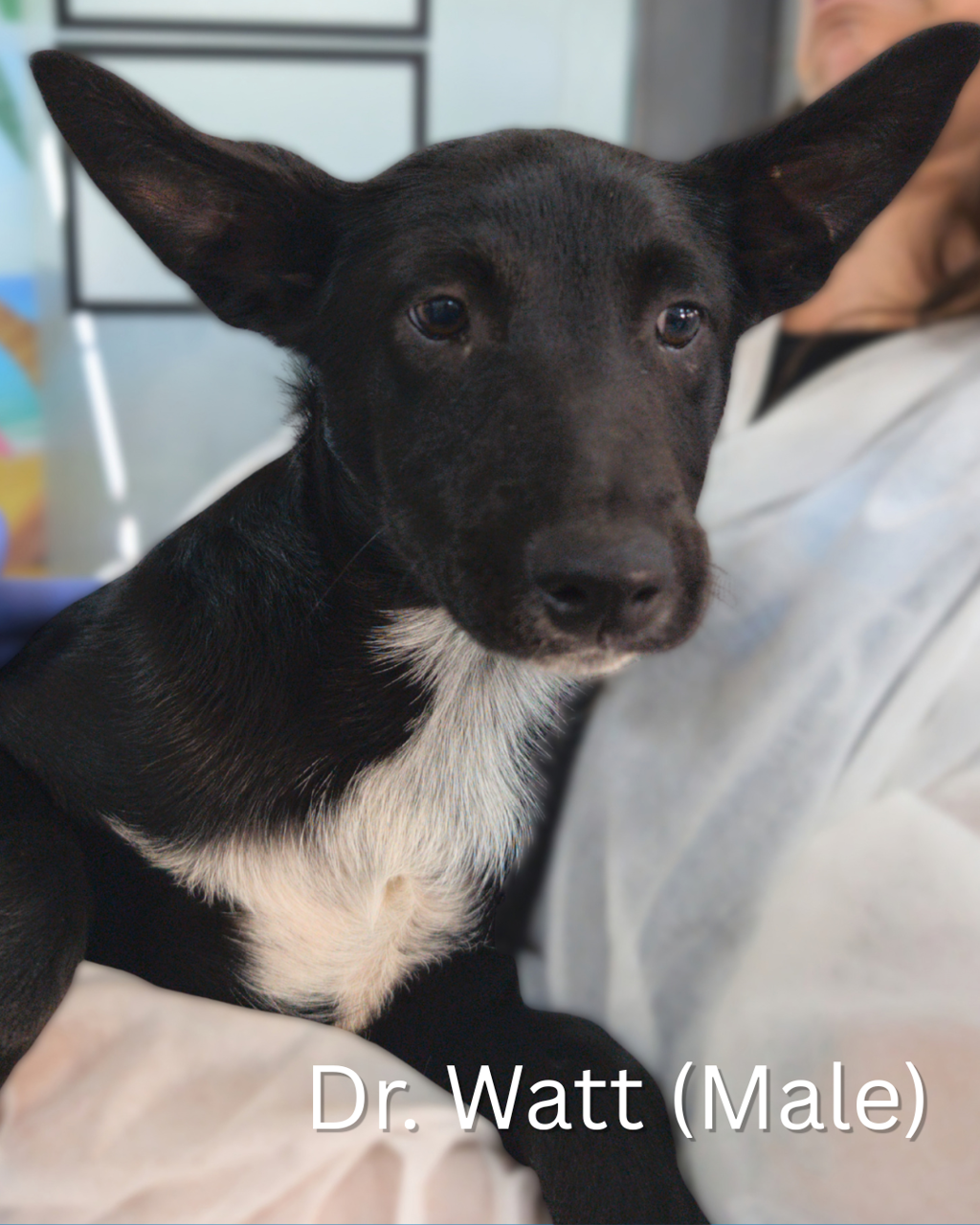 Dr.Watt