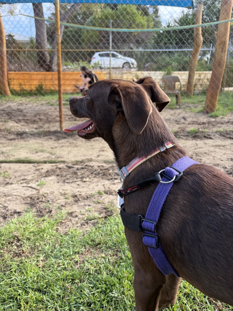 Mocha
