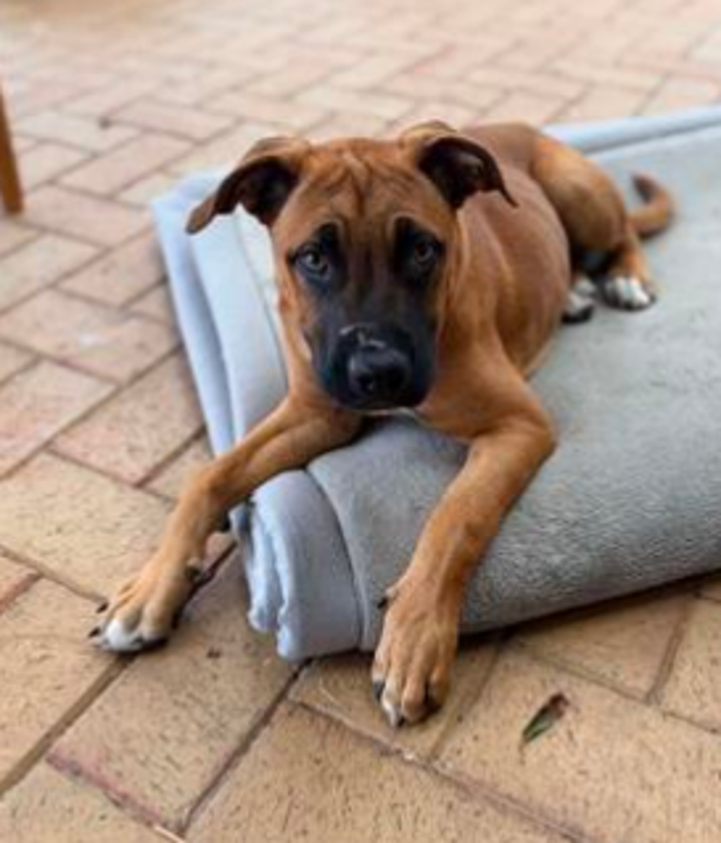 Cuddle Pot