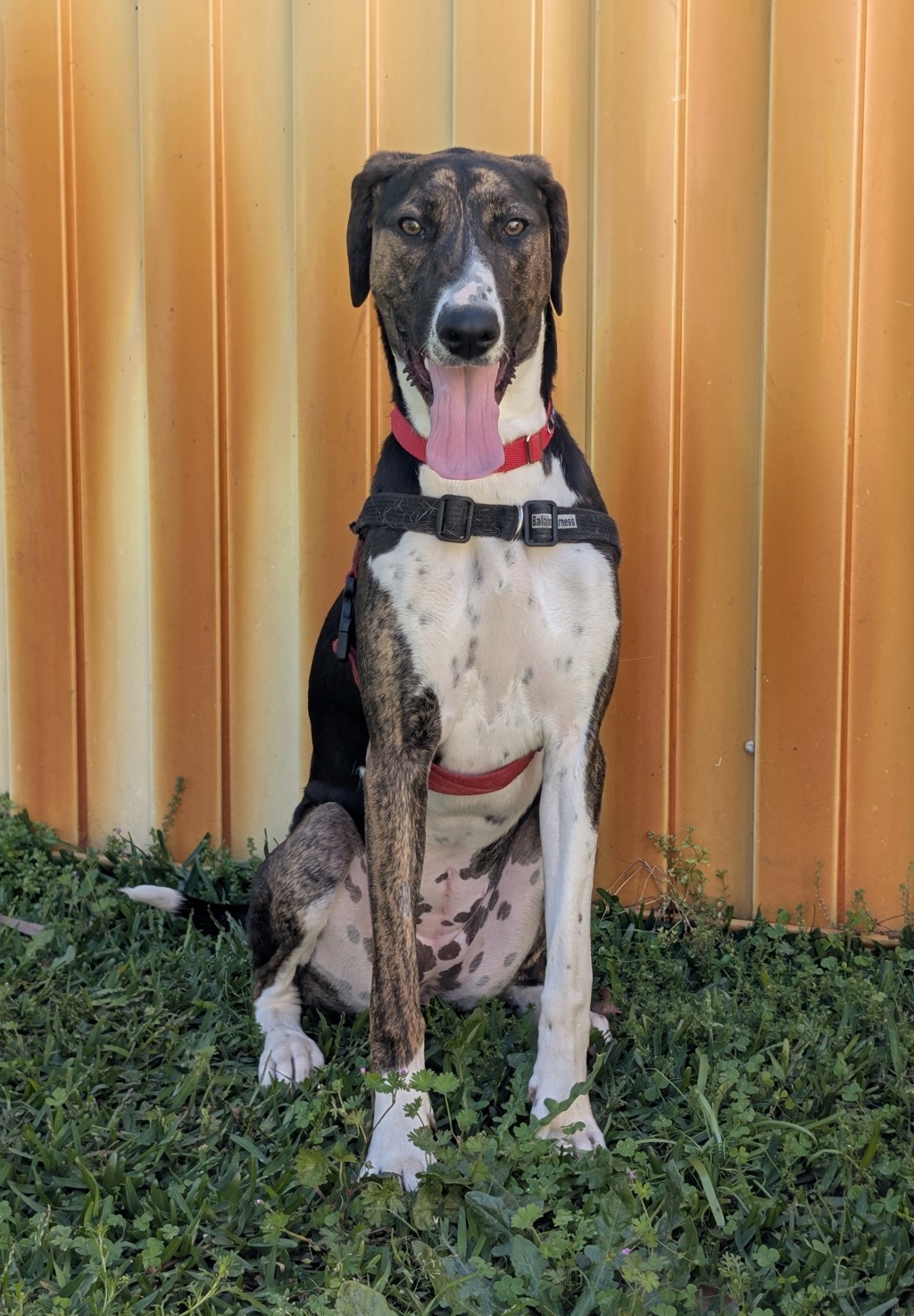 Nova