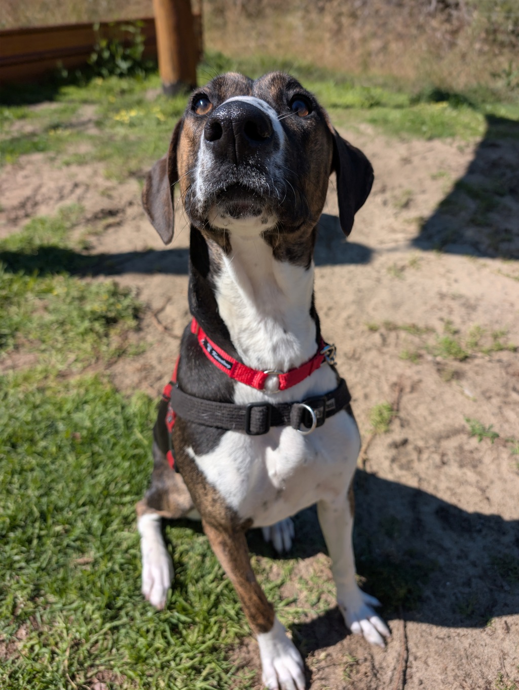 Nova