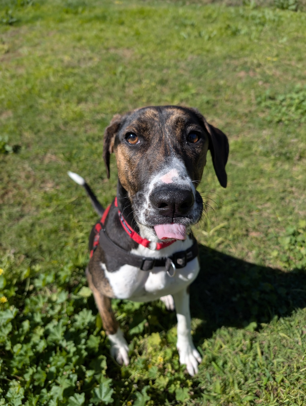 Nova