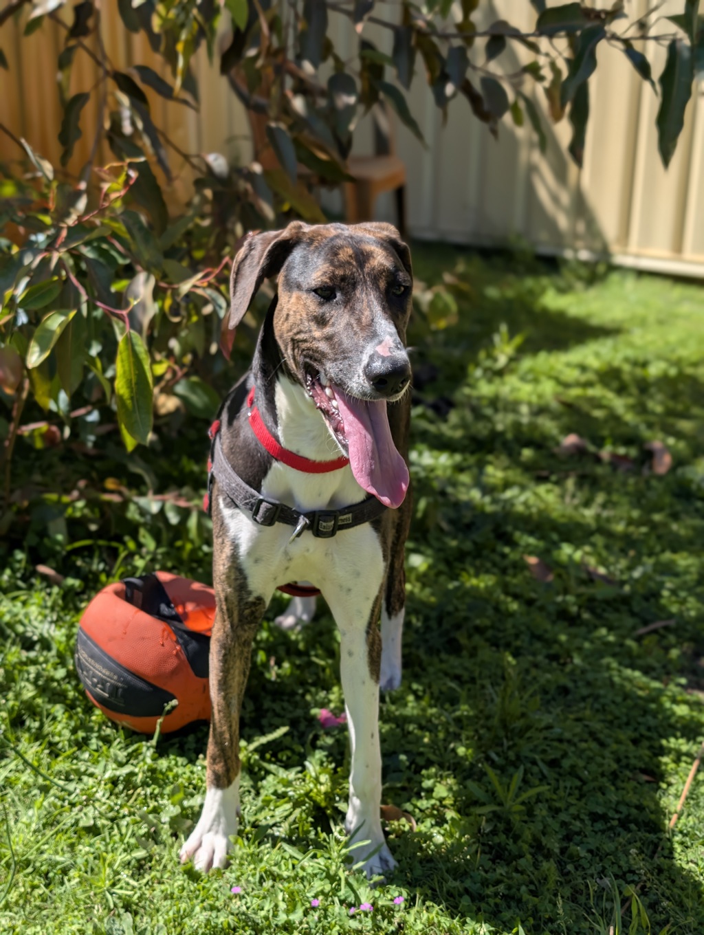 Nova