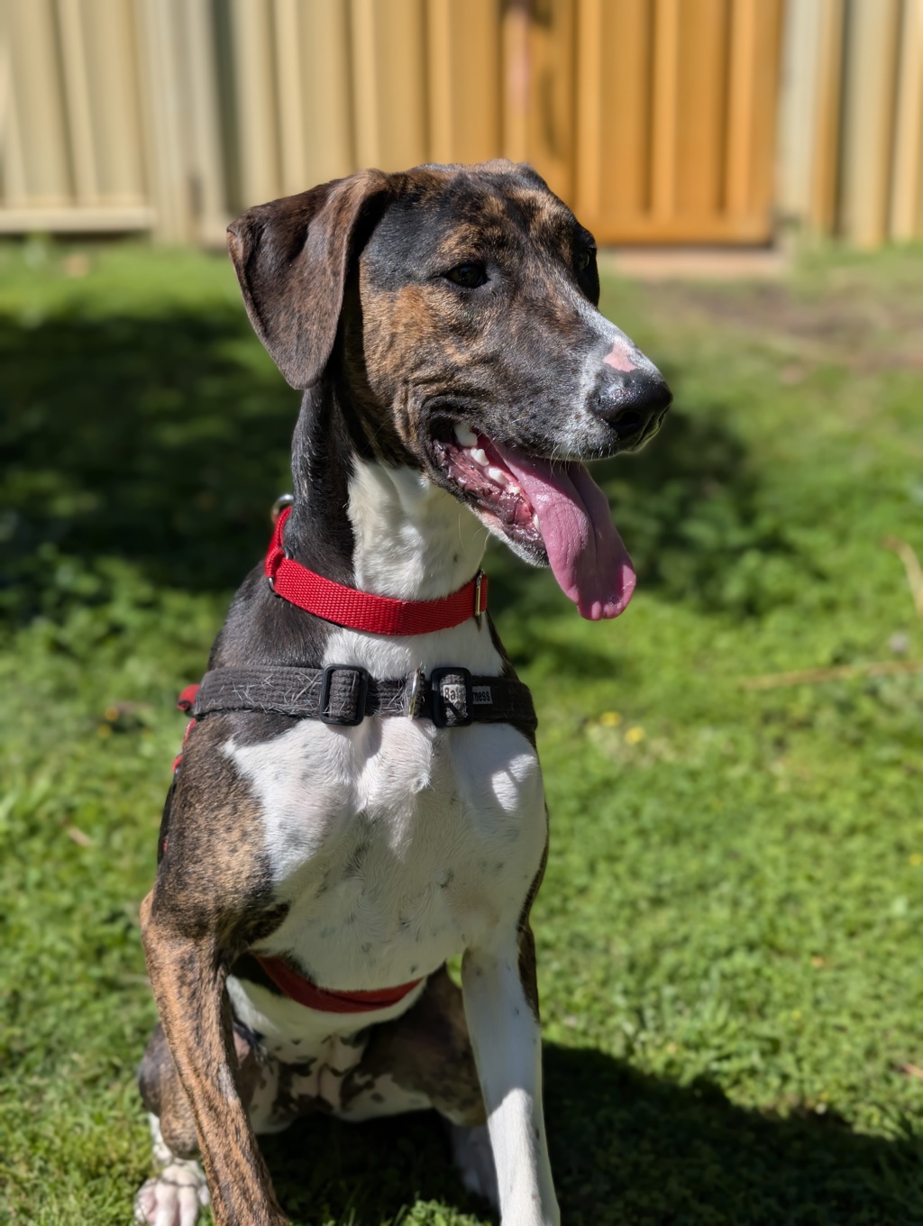 Nova