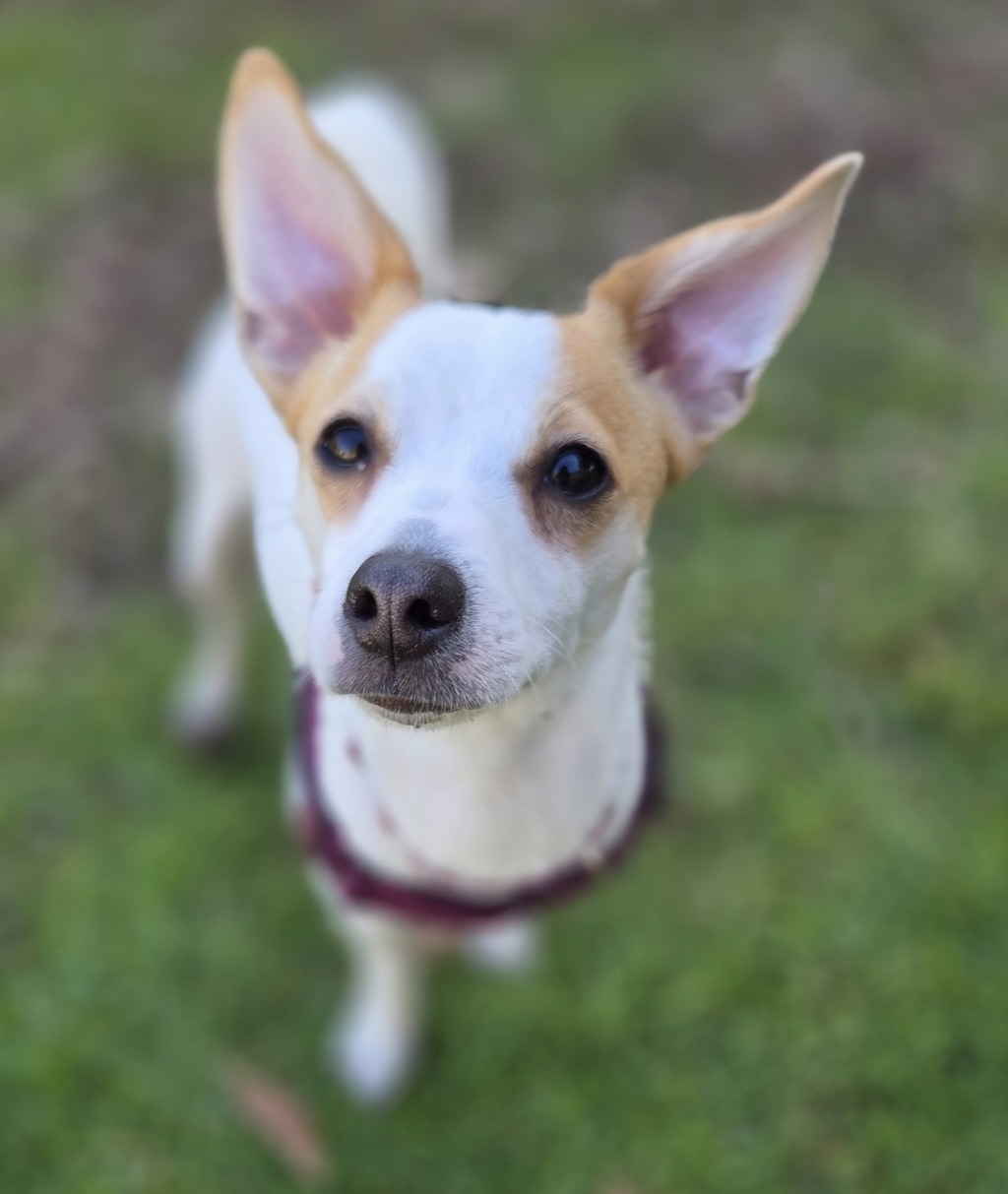 Archie